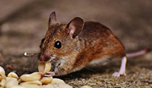 24 Hour & Emergency Exterminators in Martinsville, VA